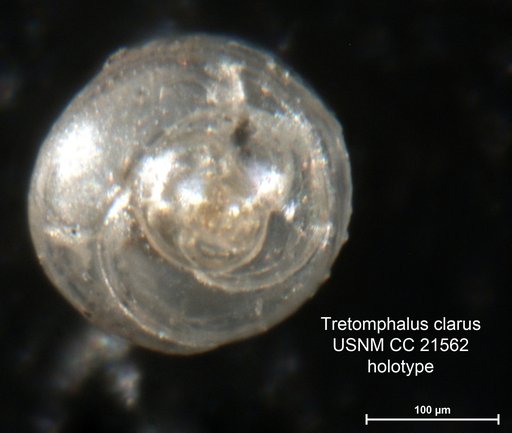 Tretomphalus clarus Cushman, 1934