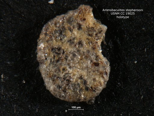 Ammobaculites stephensoni Cushman, 1933