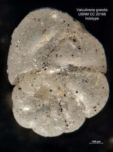 Valvulineria grandis Cushman & Galliher, 1934