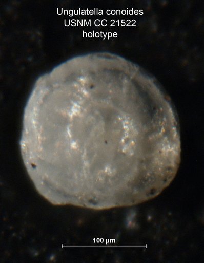 Ungulatella conoides Cushman, 1934