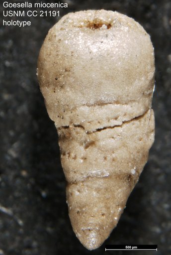 Goesella miocenica Cushman, 1936