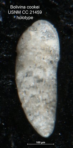 Bolivina cookei Cushman, 1922