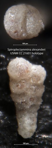 Spiroplectammina alexanderi Lalicker, 1935