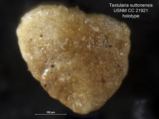 Textularia suttonensis Lalicker, 1935