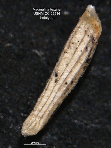 Vaginulina texana Cushman, 1930
