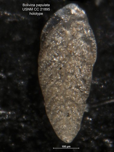 Bolivina papulata Cushman, 1936