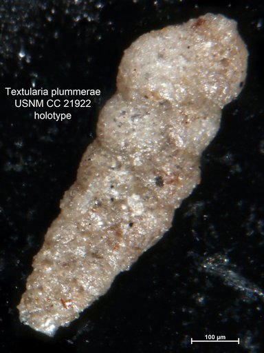 Textularia plummerae Lalicker, 1935