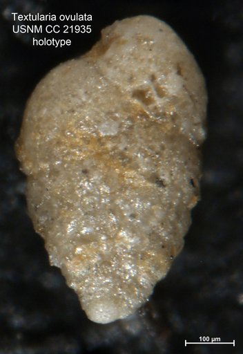 Textularia ovulata Lalicker, 1935