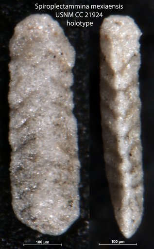 Spiroplectammina mexiaensis Lalicker, 1935