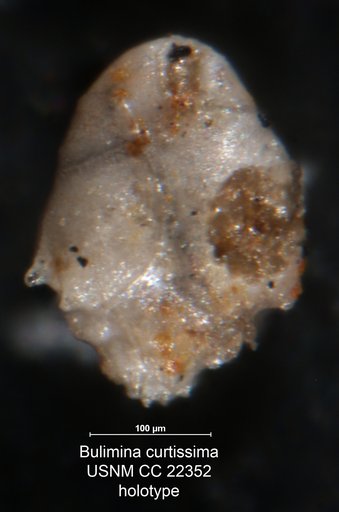 Bulimina curtissima Cushman & Siegfus, 1935