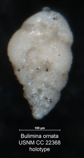 Bulimina ornata Cushman & Parker, 1935