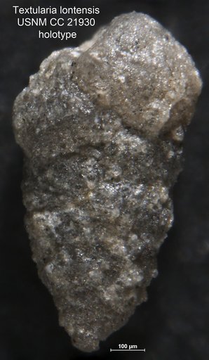 Textularia lontensis Lalicker, 1935
