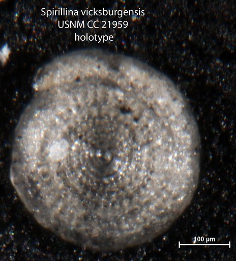 Spirillina vicksburgensis Cushman, 1935