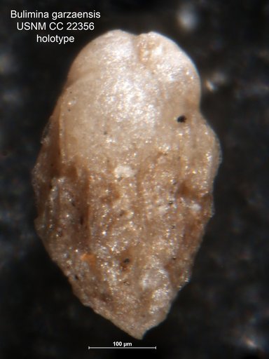 Bulimina garzaensis Cushman & Siegfus, 1935