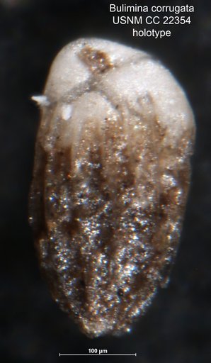 Bulimina corrugata Cushman & Siegfus, 1935