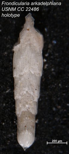 Frondicularia arkadelphiana Cushman, 1936