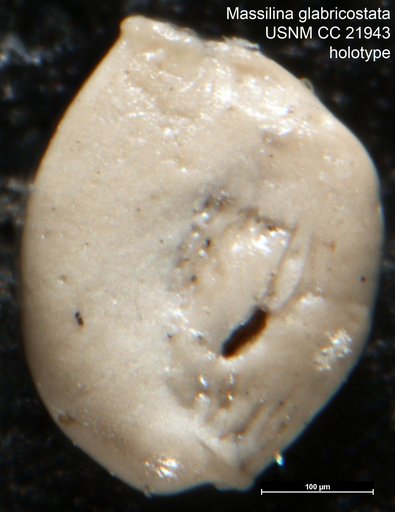 Massilina glabricostata Cushman, 1935