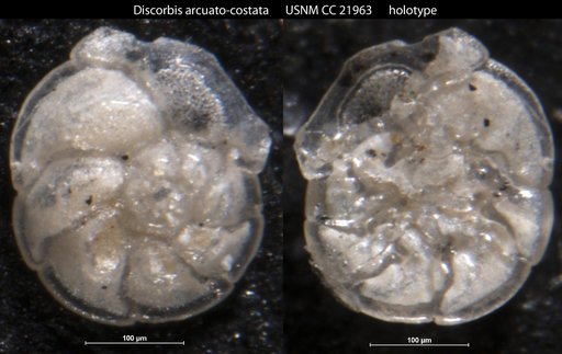 Discorbis arcuata-costata Cushman, 1935