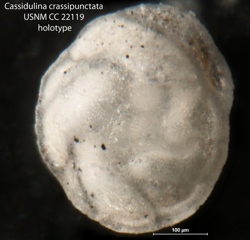Cassidulina crassipunctata Cushman & Hobson, 1935