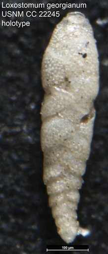 Loxostomum georgianum Cushman, 1935