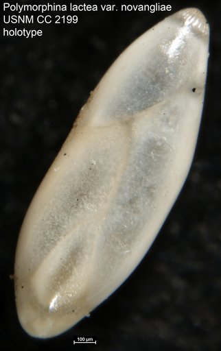 Polymorphina lactea var. novangliae Cushman, 1923