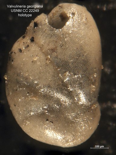 Valvulineria georgiana Cushman, 1935