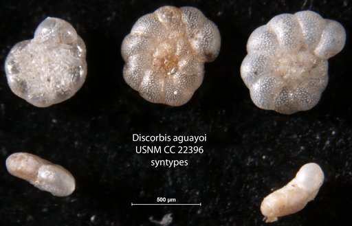 Discorbis aguayoi Bermudez, 1935
