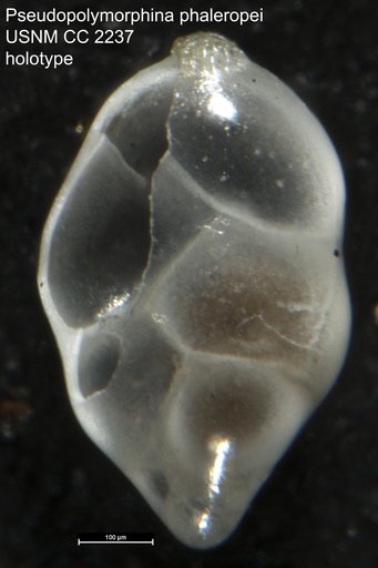 Pseudopolymorphina phaleropei Cushman & Ozawa, 1930