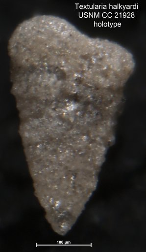 Textularia halkyardi Lalicker, 1935