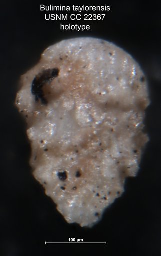 Bulimina taylorensis Cushman & Parker, 1935
