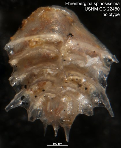 Ehrenbergina spinosissima Cushman & Jarvis, 1936