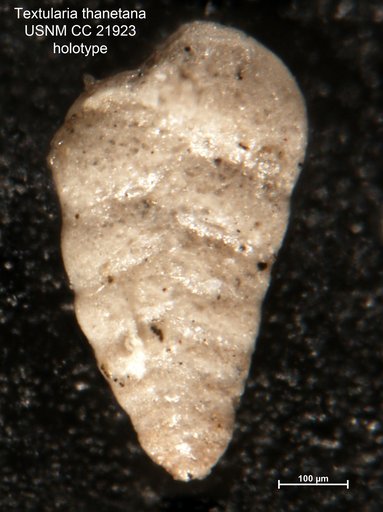 Textularia thanetana Lalicker, 1935