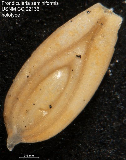Frondicularia seminiformis Cushman & Campbell, 1935