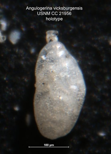 Angulogerina vicksburgensis Cushman, 1935