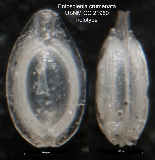 Entosolenia crumenata Cushman, 1935