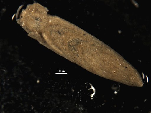 Plectofrondicularia angusti-costata Cushman, 1935