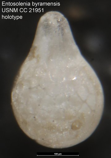 Entosolenia byramensis Cushman, 1935