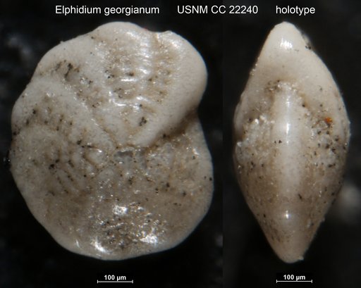 Elphidium georgianum Cushman, 1935