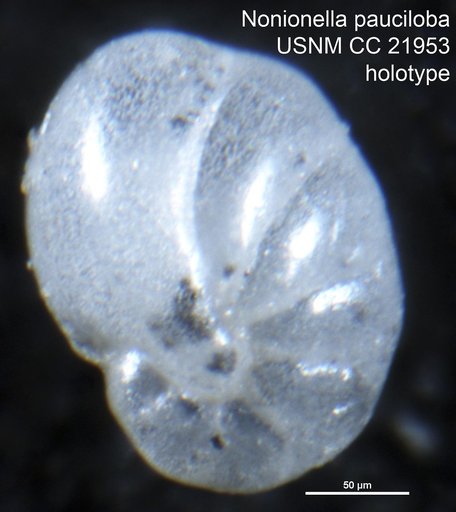 Nonionella pauciloba Cushman, 1935