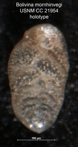 Bolivina mornhinvegi Cushman, 1935