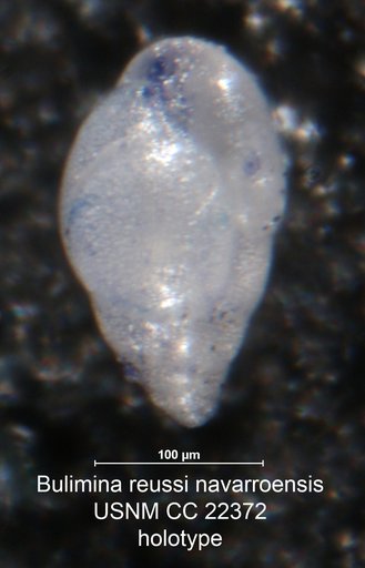Bulimina reussi var. navarroensis Cushman & Parker, 1935