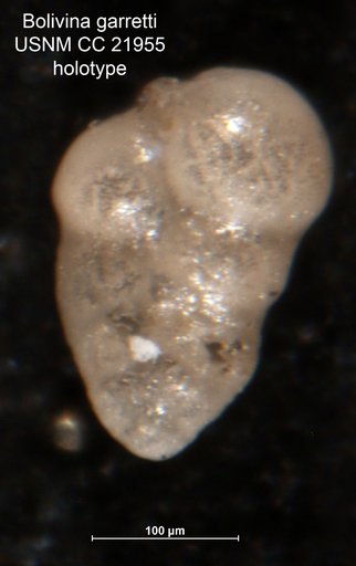 Bolivina garretti Cushman, 1935