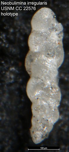 Neobulimina irregularis Cushman & Parker, 1936