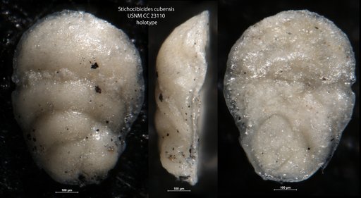 Stichocibicides cubensis Cushman & Bermudez, 1936