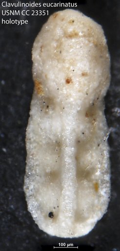 Clavulinoides eucarinatus Cushman & Bermúdez, 1937