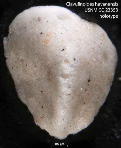 Clavulinoides havanensis Cushman & Bermúdez, 1937
