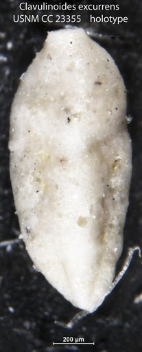Clavulinoides excurrens Cushman & Bermúdez, 1937