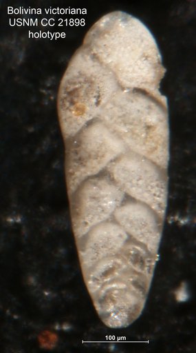 Bolivina victoriana Cushman, 1936