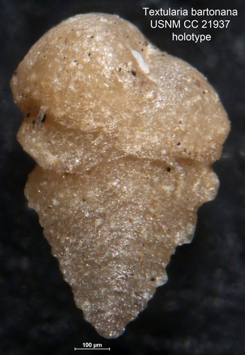 Textularia bartonana Lalicker, 1935