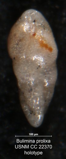 Bulimina prolixa Cushman & Parker, 1935